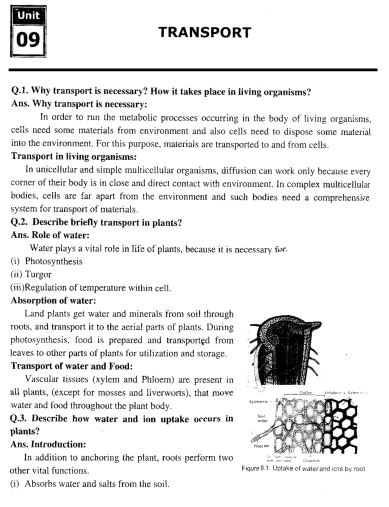 9th Class Bio Chapter 9 Transport (EM) Notes PDF